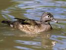 American Wood Duck (WWT Slimbridge May 2013) - pic by Nigel Key